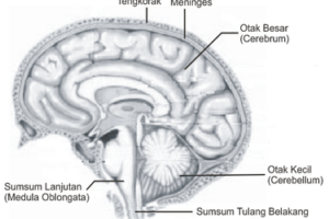 Sistem Koordinasi : Saraf (1)