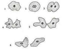 Reproduksi Sel (2) : Amitosis dan Mitosis (plus video animasi)