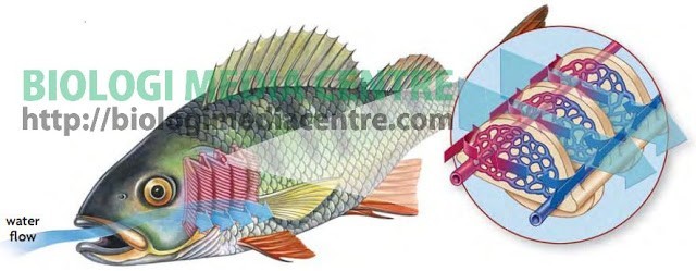 Sistem Respirasi (2) : Respirasi pada hewan Vertebrata 1