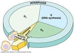 Reproduksi Sel (2) : Amitosis dan Mitosis (plus video animasi) 7