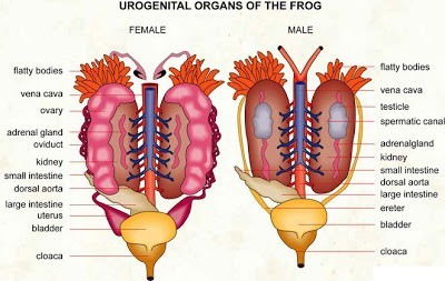 Sistem Ekskresi (2): Sistem ekskresi pada Vertebrata 4 Sistem Ekskresi (2): Sistem ekskresi pada Vertebrata 4