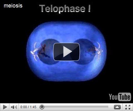 Reproduksi Sel (3) : Meiosis (plus video animasi) 6 Reproduksi Sel (3) : Meiosis (plus video animasi) 6