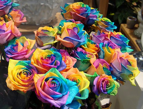 Bunga Tercantik di Dunia : Rainbow Roses 1 bunga mawar tercantik