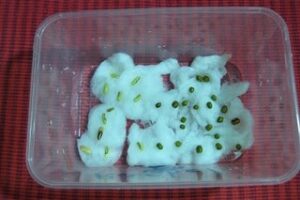 Praktikum mengukur kecepatan pertumbuhan kacang hijau