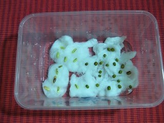 pertumbuhan kacang hijau