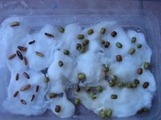 Praktikum mengukur kecepatan pertumbuhan kacang hijau 1