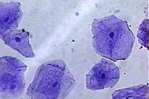 Mengamati sel epithelium pipi manusia