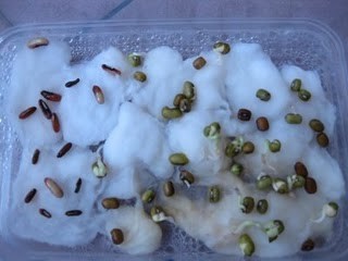 Praktikum mengukur kecepatan pertumbuhan kacang hijau 2
