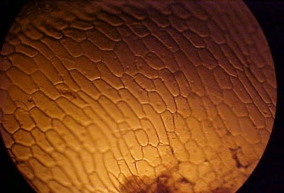 bawang merah, iodine, 100x