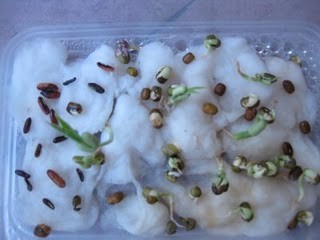 Praktikum mengukur kecepatan pertumbuhan kacang hijau 3