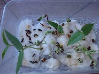 Praktikum mengukur kecepatan pertumbuhan kacang hijau 4