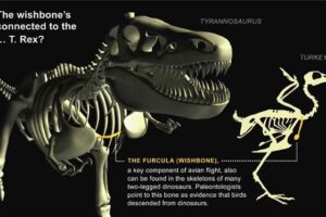 Mungkinkah Dinosaurus bisa dibangkitkan kembali?