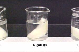 Osmosis pada kentang