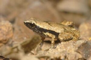 Katak ini bisa mendengar melalui mulutnya