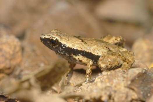 Gardiners Frog