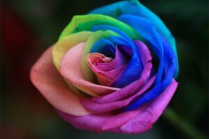 Bunga Tercantik di Dunia : Rainbow Roses