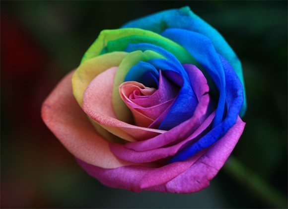 Bunga Tercantik di Dunia : Rainbow Roses 2 bunga mawar tercantik