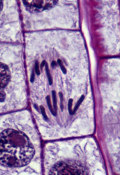 foto anafase mitosis akar bawang merah