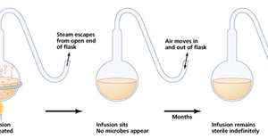 Louis Pasteur sang pelopor mikrobiologi