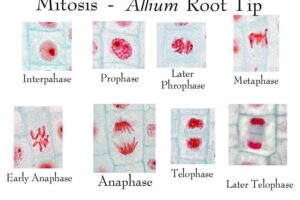 Foto-foto Praktikum Mitosis