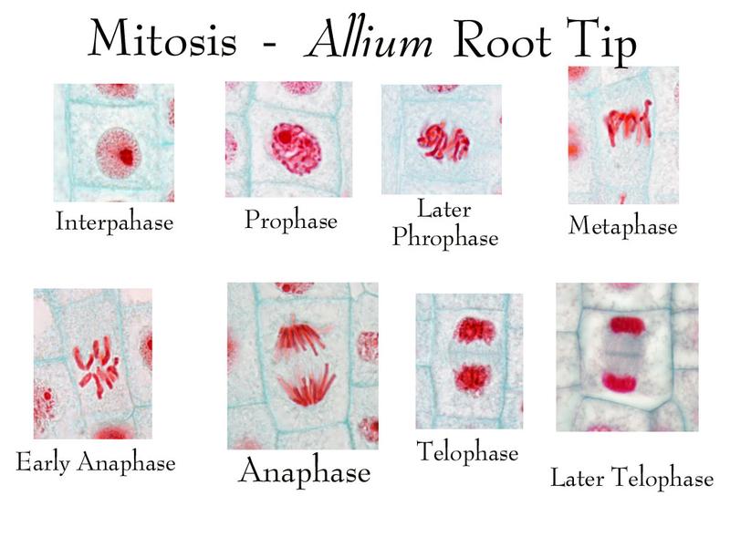 praktikum mitosis sel akar bawang merah