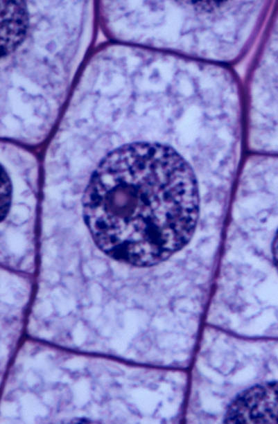 foto profase mitosis
