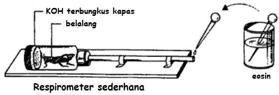praktikum respirasi