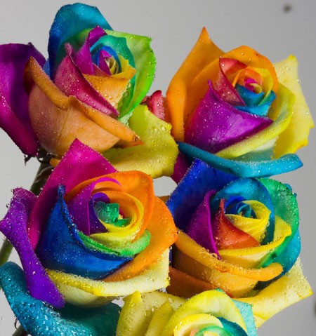 Bunga Tercantik di Dunia : Rainbow Roses 3 bunga mawar tercantik