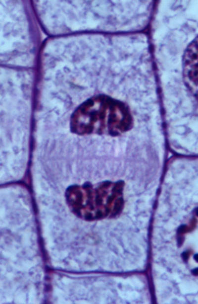 foto telofase mitosis akar bawang merah